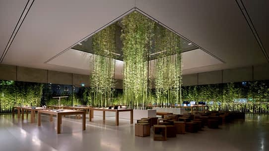 Biophilic Design – What is it, and why is it good for your wellbeing? - Willow Tree Decor