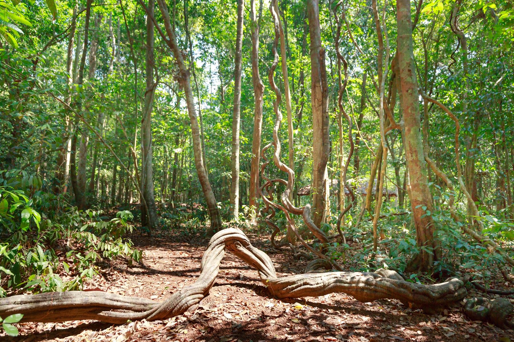 Lianas, the ‘bad boys’ of the jungle? - Willow Tree Decor